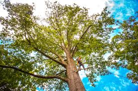 Best Root Management and Removal  in Arcola, VA