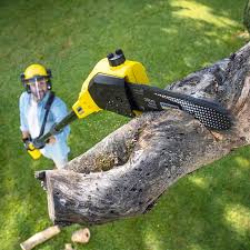 Best Palm Tree Trimming  in Arcola, VA