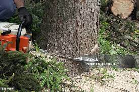 Best Commercial Tree Services  in Arcola, VA