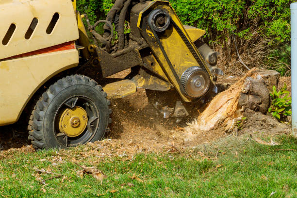 Best Hazardous Tree Removal  in Arcola, VA