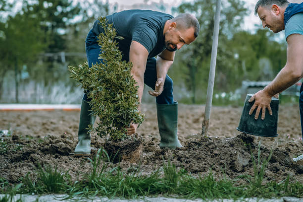 Lawn Renovation and Restoration in Arcola, VA