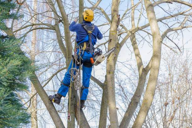 Best Tree Mulching  in Arcola, VA