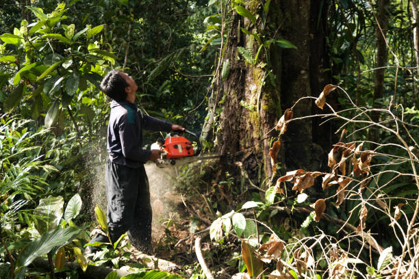 Best Tree and Shrub Care  in Arcola, VA