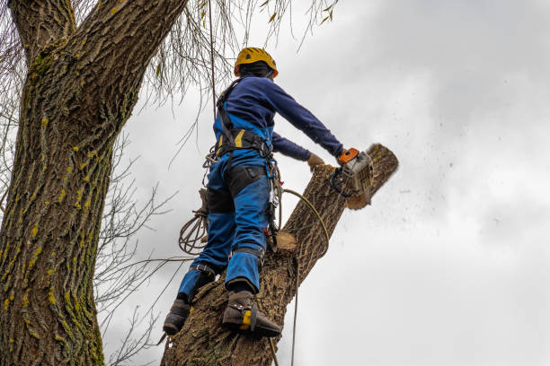 Best Utility Line Clearance  in Arcola, VA