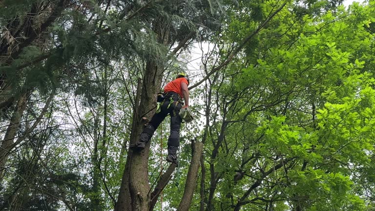 How Our Tree Care Process Works  in  Arcola, VA