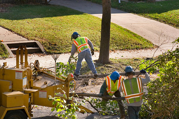 Best Tree Preservation Services  in Arcola, VA
