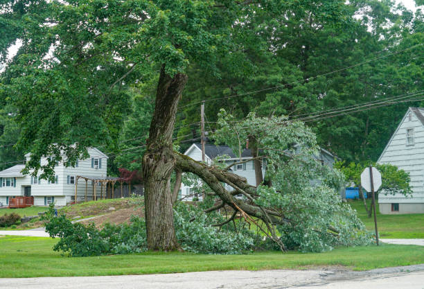 Reliable Arcola, VA Tree Services Solutions