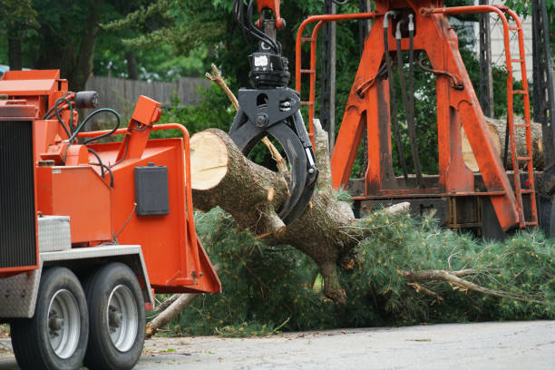 Best Organic Lawn Care Solutions  in Arcola, VA