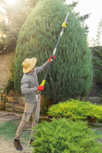 Best Lawn Maintenance Plans  in Arcola, VA
