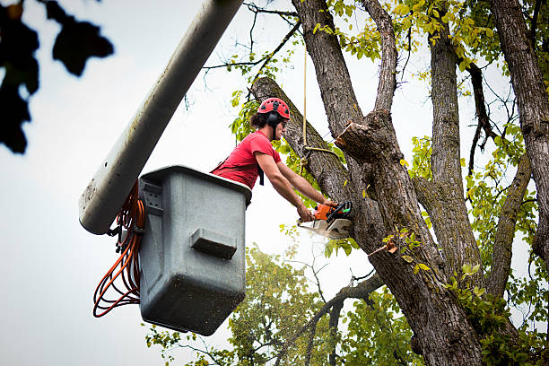 Best Tree Removal  in Arcola, VA