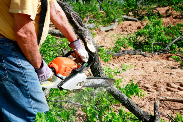 Best Lawn Pest Prevention  in Arcola, VA