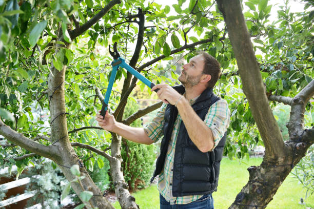 Best Arborist Consultation Services  in Arcola, VA